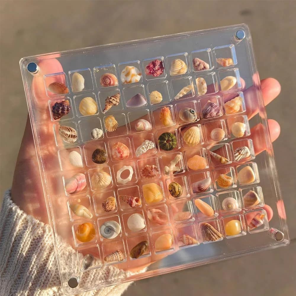 Magnetic seashell display case